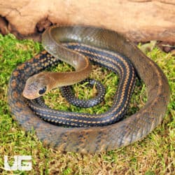 Greater Keeled Ratsnake For Sale - Underground Reptiles