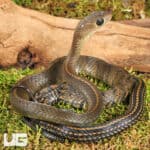 Greater Keeled Ratsnake For Sale - Underground Reptiles