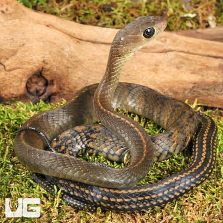 Greater Keeled Ratsnake For Sale - Underground Reptiles
