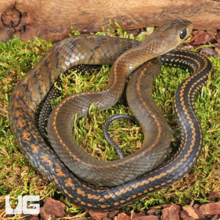 Greater Keeled Ratsnake For Sale - Underground Reptiles