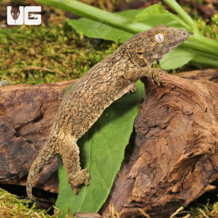 Melanistic x GTX x Nu Ana (66% Het Mel) Leachianus Geckos For Sale - Underground Reptiles