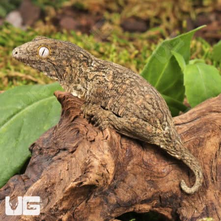 Melanistic x GTX x Nu Ana (66% Het Mel) Leachianus Geckos For Sale - Underground Reptiles