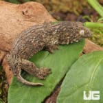 Melanistic x GTX x Nu Ana (66% Het Mel) Leachianus Geckos For Sale - Underground Reptiles