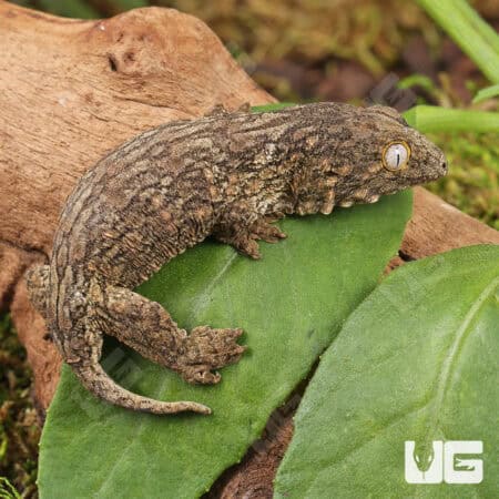 Melanistic x GTX x Nu Ana (66% Het Mel) Leachianus Geckos For Sale - Underground Reptiles