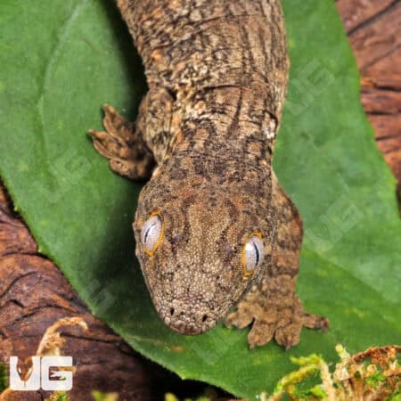 Leachianus gecko with melanistic and GTX traits, showcasing vibrant coloration and unique patterning.