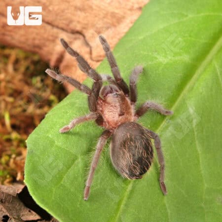 Mexican Black Velvet Tarantulas For Sale - Underground Reptiles