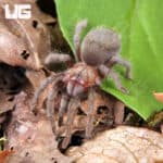 Mexican Black Velvet Tarantulas For Sale - Underground Reptiles