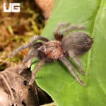 Mexican Black Velvet Tarantulas For Sale - Underground Reptiles