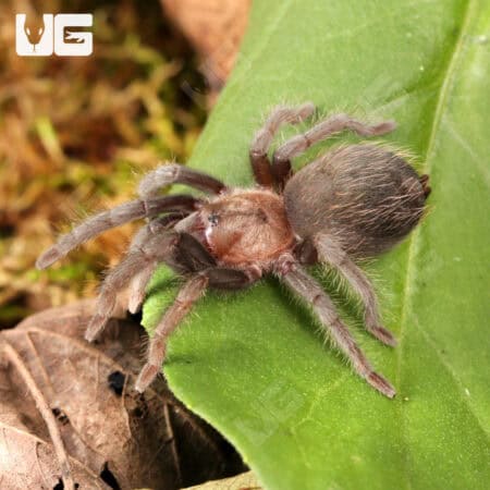 Mexican Black Velvet Tarantulas For Sale - Underground Reptiles