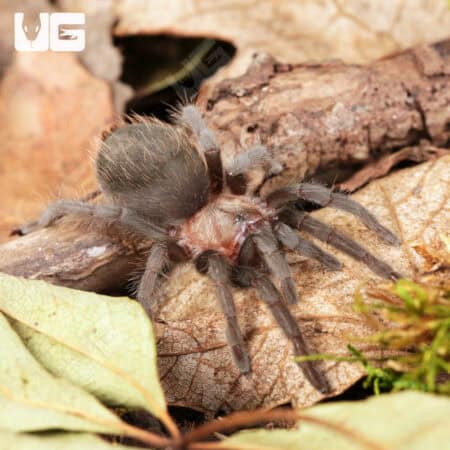 Mexican Black Velvet Tarantulas For Sale - Underground Reptiles