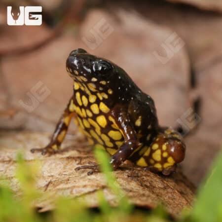 Saffron Bellied Frog (Chaperina fusca) For Sale - Underground Reptiles
