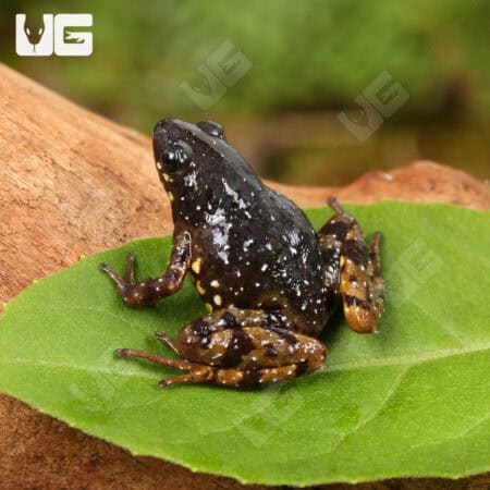 Saffron Bellied Frog (Chaperina fusca) For Sale - Underground Reptiles