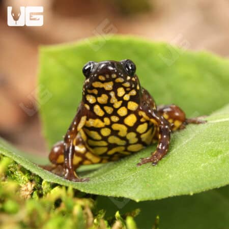 Saffron Bellied Frog (Chaperina fusca) For Sale - Underground Reptiles