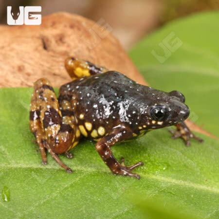 Saffron Bellied Frog (Chaperina fusca) For Sale - Underground Reptiles
