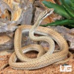 Schokari Sand Racer For Sale - Underground Reptiles