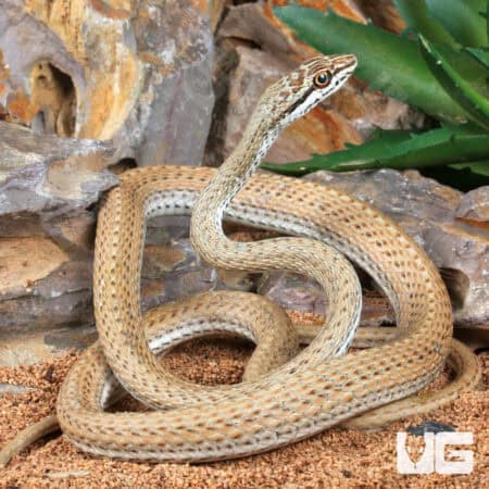 Schokari Sand Racer For Sale - Underground Reptiles