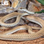 Schokari Sand Racer For Sale - Underground Reptiles