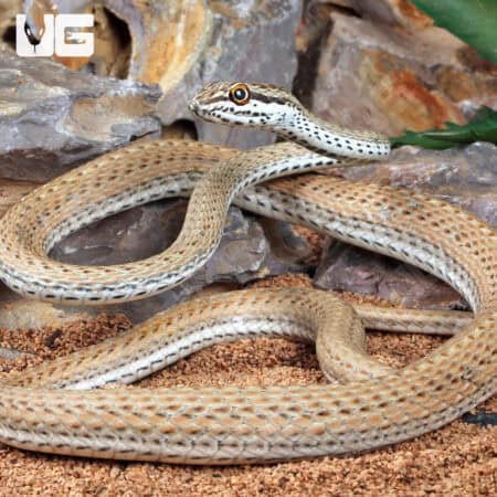Schokari Sand Racer For Sale - Underground Reptiles