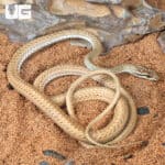 Schokari Sand Racer For Sale - Underground Reptiles