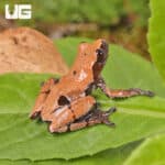 Smooth Skinned Warty Frog (Theloderma licin) For Sale - Underground Reptiles