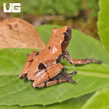 Smooth Skinned Warty Frog (Theloderma licin) For Sale - Underground Reptiles