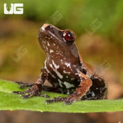 Smooth Skinned Warty Frog (Theloderma licin) For Sale - Underground Reptiles