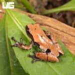 Smooth Skinned Warty Frog (Theloderma licin) For Sale - Underground Reptiles