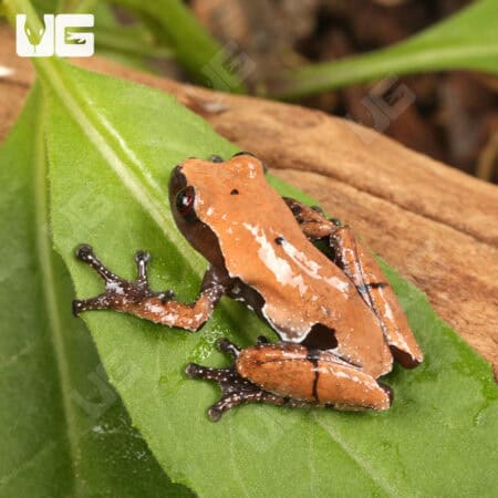 Smooth Skinned Warty Frog (Theloderma licin) For Sale - Underground Reptiles