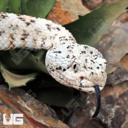 Speckled Rattlesnake (Crotalus mitchellii) for sale - Underground Reptiles