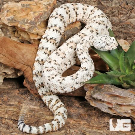 Speckled Rattlesnake (Crotalus mitchellii) for sale - Underground Reptiles