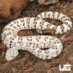 Speckled Rattlesnake (Crotalus mitchellii) for sale - Underground Reptiles