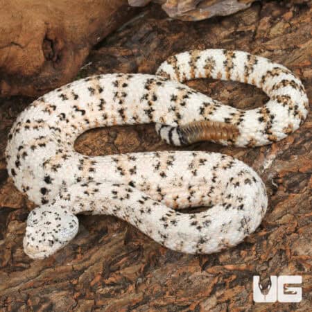 Speckled Rattlesnake (Crotalus mitchellii) for sale - Underground Reptiles