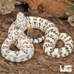 Speckled Rattlesnake (Crotalus mitchellii) for sale - Underground Reptiles
