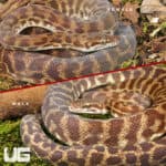 https://undergroundreptiles.com/wp-content/uploads/2025/09/ug_Stimson-Python-Pair_4.jpg