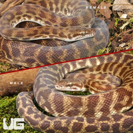 https://undergroundreptiles.com/wp-content/uploads/2025/09/ug_Stimson-Python-Pair_4.jpg