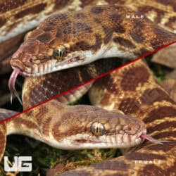 https://undergroundreptiles.com/wp-content/uploads/2025/09/ug_Stimson-Python-Pair_4.jpg