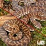 Stimson's Python (Antaresia stimsoni) - Underground Reptiles