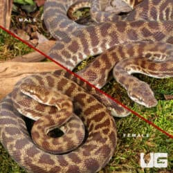 Stimson's Python (Antaresia stimsoni) - Underground Reptiles