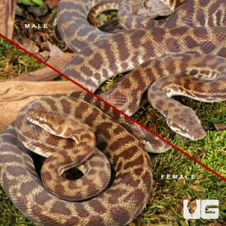 Stimson's Python (Antaresia stimsoni) - Underground Reptiles