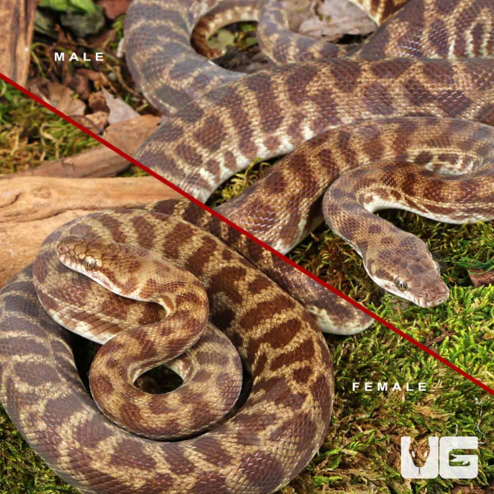 Stimson's Python (Antaresia stimsoni) - Underground Reptiles