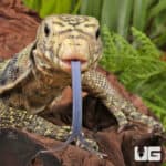 Sulphur Water Monitors For Sale - Underground Reptiles