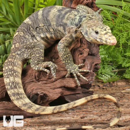 Sulphur Water Monitors For Sale - Underground Reptiles