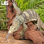 Sulphur Water Monitors For Sale - Underground Reptiles