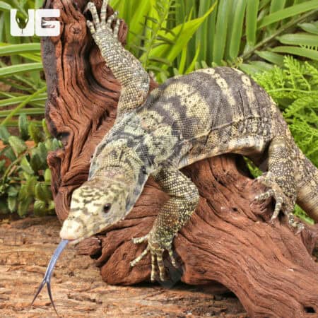 Sulphur Water Monitors For Sale - Underground Reptiles