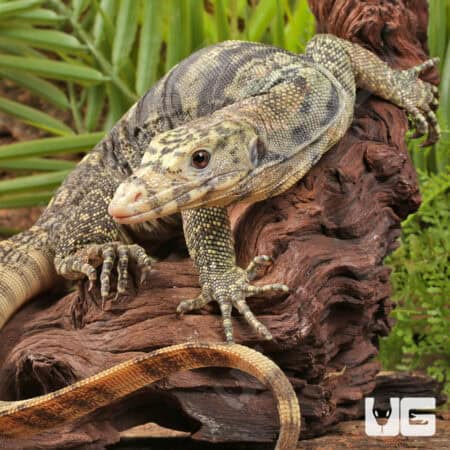 Sulphur Water Monitors For Sale - Underground Reptiles