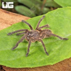 Vietnam Earth Tiger Tarantula for sale - Underground Reptiles