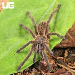 Vietnam Earth Tiger Tarantula for sale - Underground Reptiles