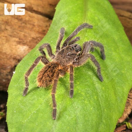 Vietnam Earth Tiger Tarantula for sale - Underground Reptiles