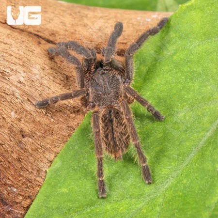 Vietnam Earth Tiger Tarantula for sale - Underground Reptiles