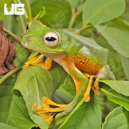 Wallace's Flying Frog (Rhacophorus nigropalmatus) For Sale - Underground Reptiles
